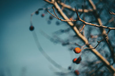 Close-up of berries growing on tree