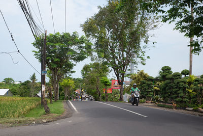 Rear view of road amidst trees against sky