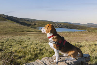 Dog looking away on land