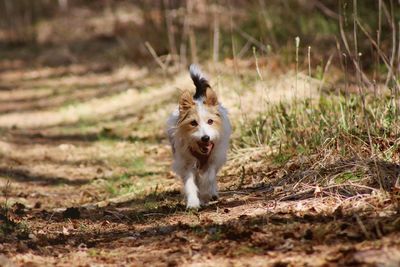 Portrait of dog running on field