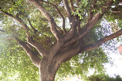 Close-up of tree