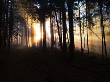 Trees in forest during sunset