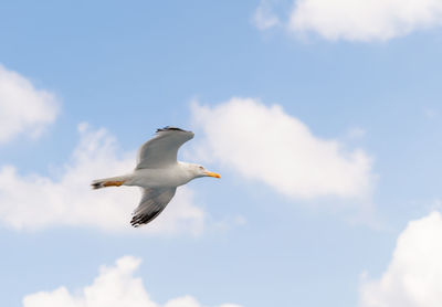 Low angle view of seagull flying in sky