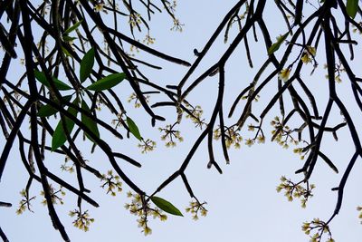 Low angle view of leaves on tree