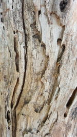 Full frame shot of tree trunk