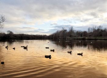 Ducks swimming in lake