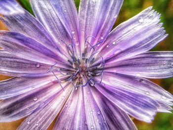 Macro shot of purple flower