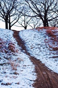 Bare trees on snow covered landscape