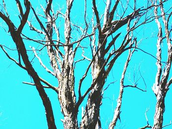 Low angle view of bare trees against blue sky
