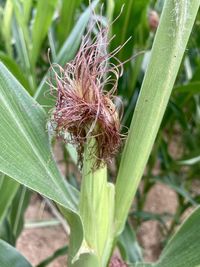 Close-up of insect on plant