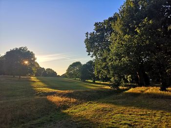 Trees on field against clear sky
