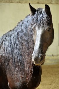 Close-up portrait of horse on field