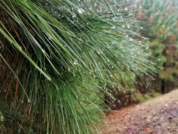 Close-up of raindrops on pine tree