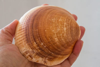 Close-up of person holding shell