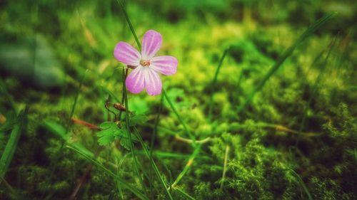 Close-up of pink flower blooming outdoors