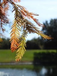 Close-up of pine tree by lake against sky