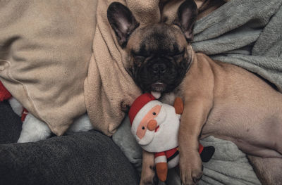 French bulldog puppy sleeping on sofa with santa claus toy plush.