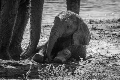 Mono baby elephant in mud beside mother