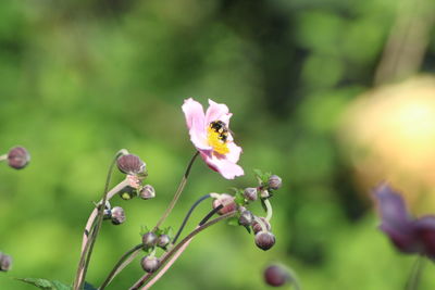 Close-up of honey bee pollinating on purple flower