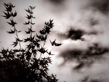 Low angle view of birds flying against cloudy sky