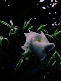 Close-up of flowers against blurred background