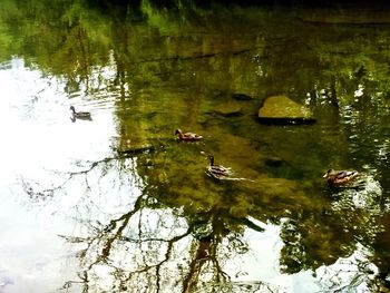 High angle view of ducks swimming in lake