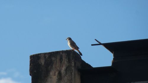 Low angle view of seagull perching on wooden post against sky