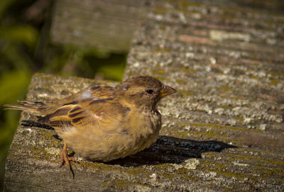 Close-up of bird perching outdoors