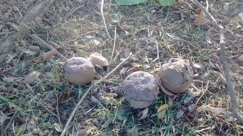 Close-up of mushroom on field