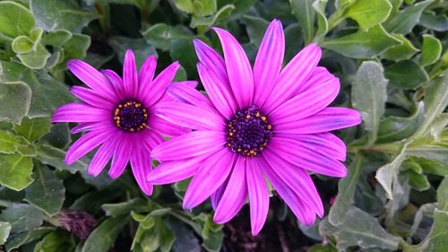 Close-up of purple flowers blooming outdoors