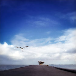 Seagull flying over beach against sky