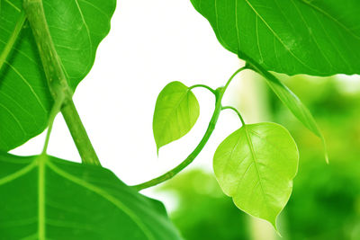 Directly below shot of fresh green leaves