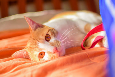 Close-up portrait of cat lying on bed