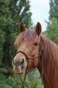 Close-up of a horse