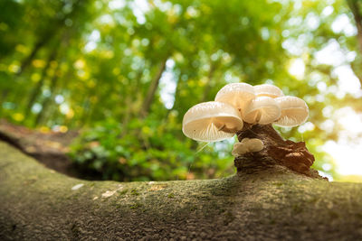 Close-up of mushroom growing on tree trunk