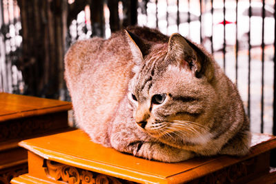 Close-up of a cat looking away