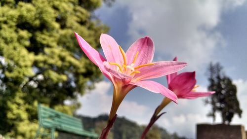 Close-up of flower against sky