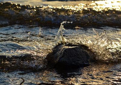 View of turtle on rock in sea