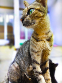 Close-up of a cat looking away