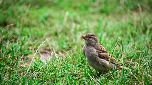 A sparrow resting in the grass.