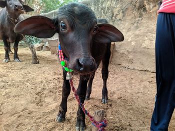 Portrait of cow standing outdoors