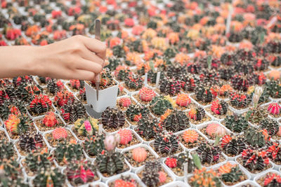 Close-up of hand holding fruit