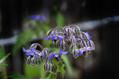 Close-up of purple flowering plant