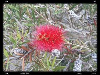 Close-up of red flowers