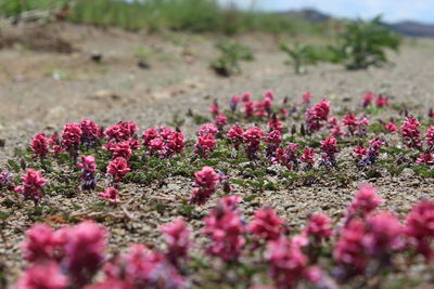 Close-up of pink flowers on field