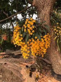 Yellow flowers blooming on tree