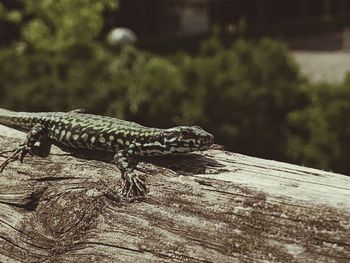 Close-up of lizard on tree
