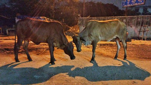 Horses standing in a horse