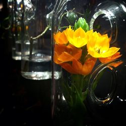 Close-up of yellow flowers