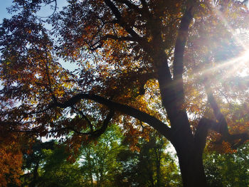 Low angle view of trees